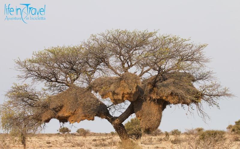 nido di passero africano namibia