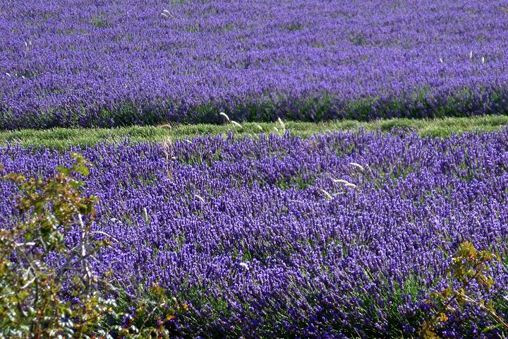 Campi di lavanda