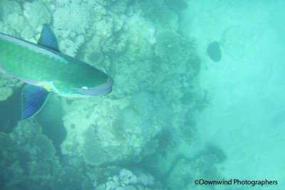 Snorkeling barriera corallina