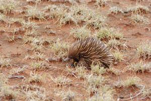 Echdna nel parco nazionale di cape Range