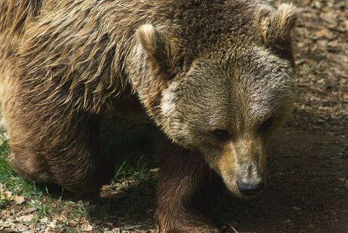 Hanno ucciso Daniza, viva il Trentino!