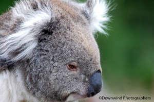 Koala a Phillip Island