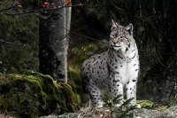 Lince europea