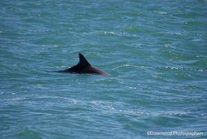 Delfino west coast Australia