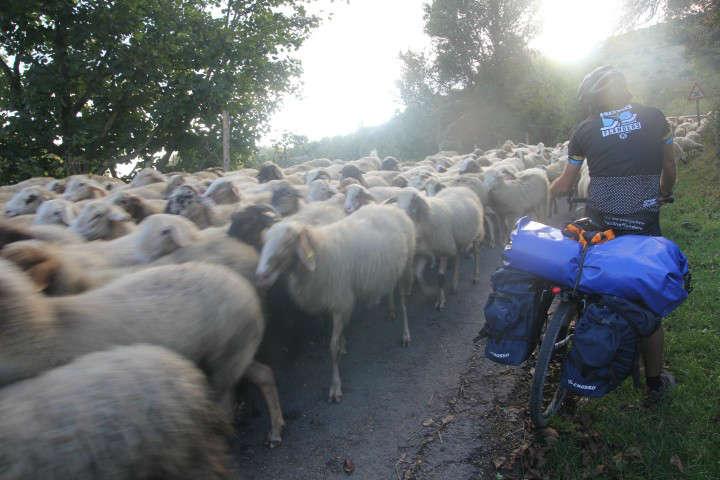 Gregge di pecore in bici