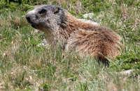 Marmotta in val Sarrentino