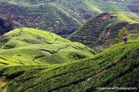 Piantagioni di thè nelle Cameron Highlands