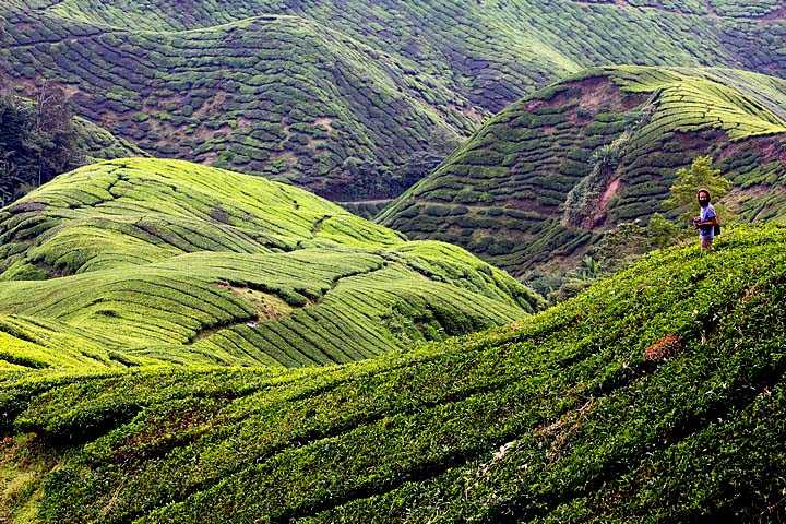 Cameron highland